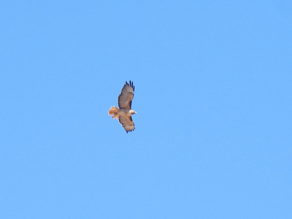 Red-tailed Hawk (calurus/alascensis) - Chris Chappell