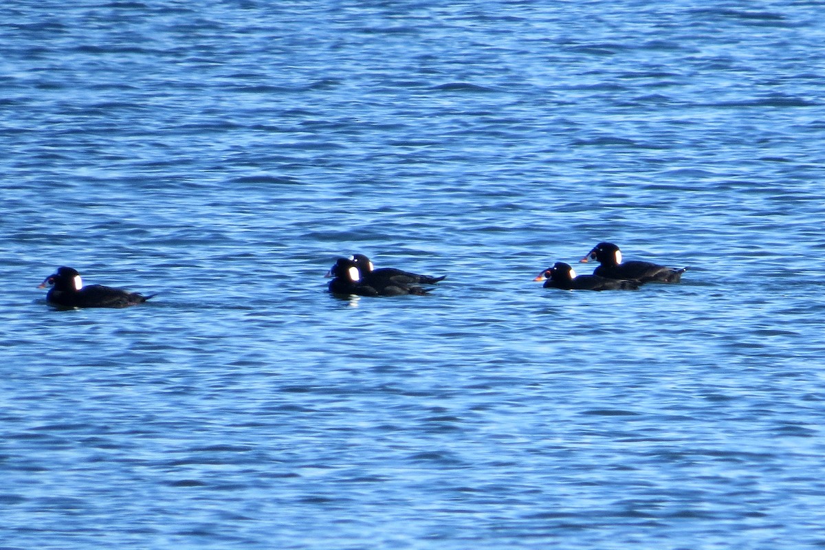 Surf Scoter - Jeff Culler