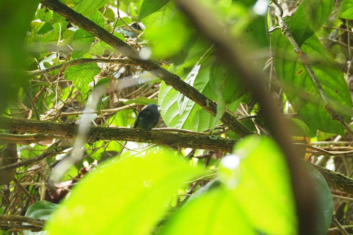 Manakin à tête bleue - ML615758641