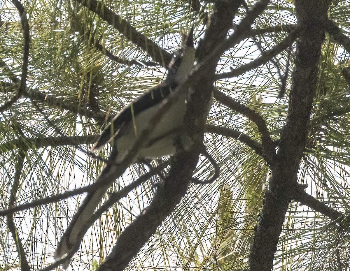 Large Cuckooshrike - ML615758659