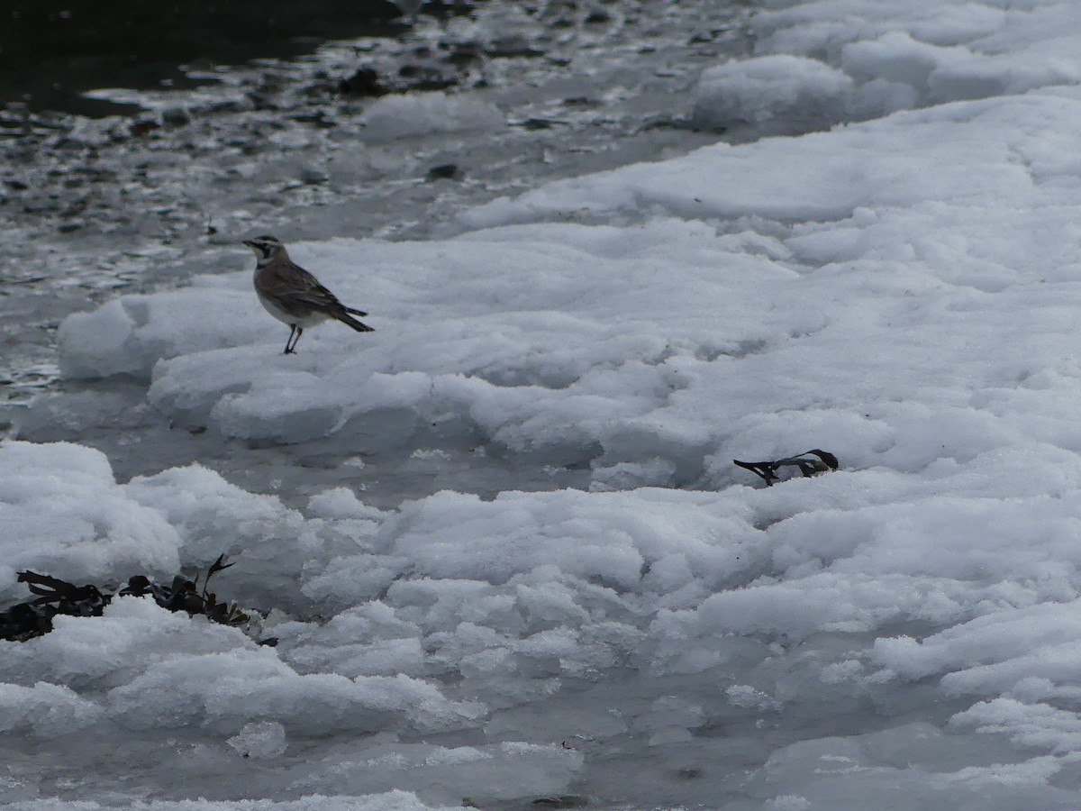 Horned Lark - ML615758670