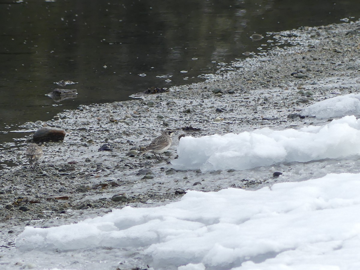 Horned Lark - ML615758671