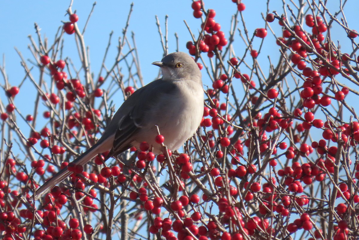 Northern Mockingbird - ML615758690