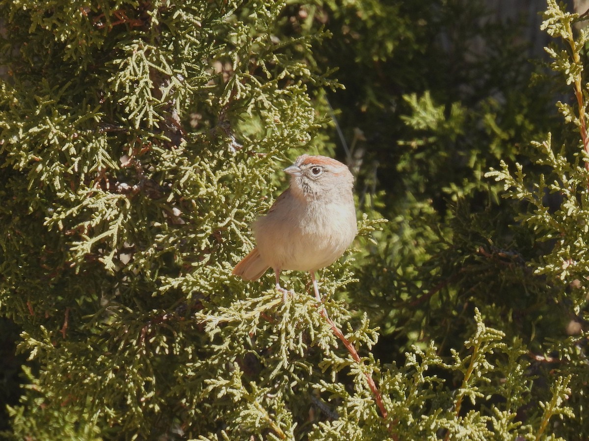 Rufous-crowned Sparrow - ML615758697