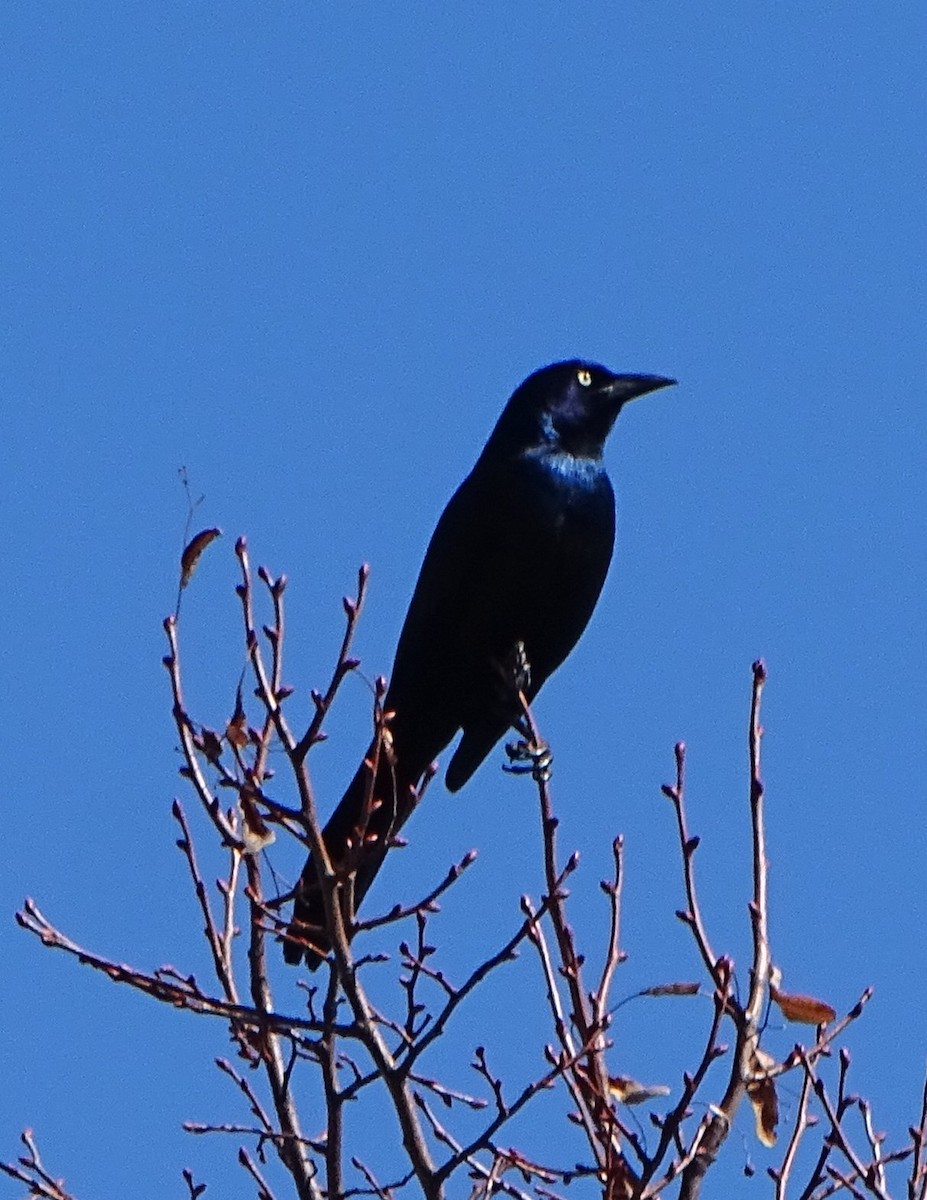 Common Grackle - judith morsink