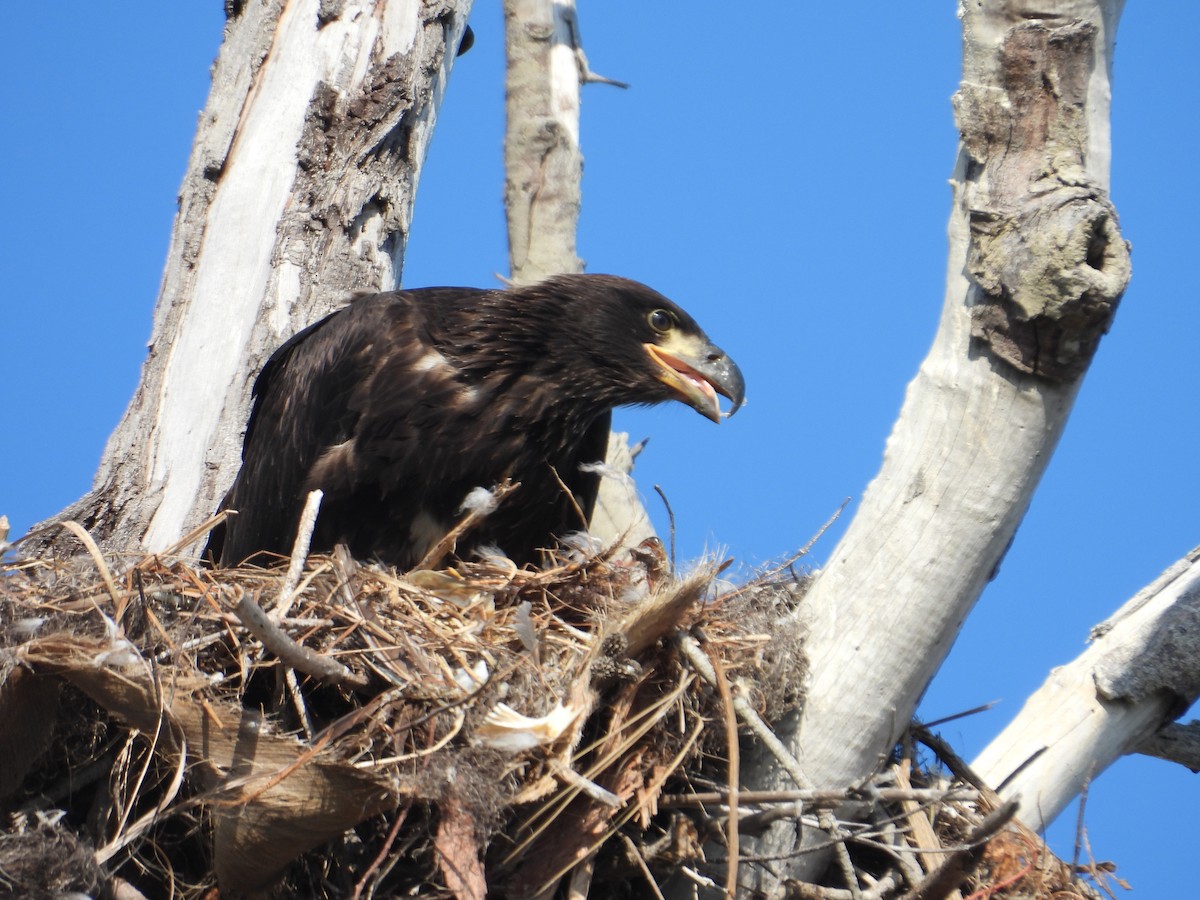 Bald Eagle - Jennifer  Kuehn