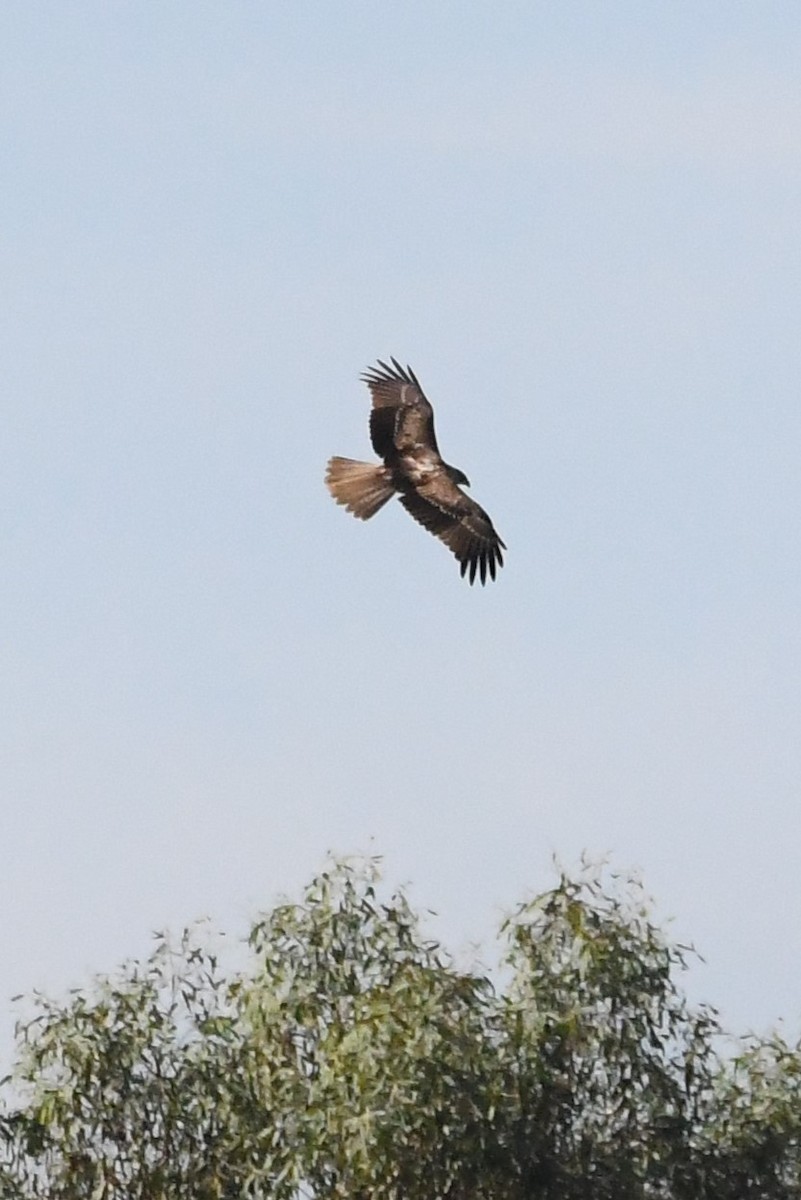 Whistling Kite - ML615758740