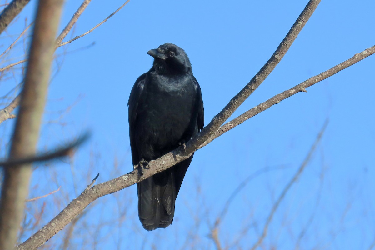 Fish Crow - Maha Katnani