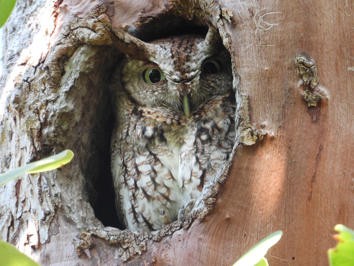 Eastern Screech-Owl - Jennifer  Kuehn