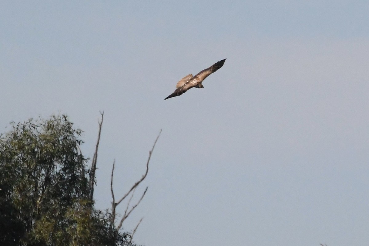 Whistling Kite - ML615758745