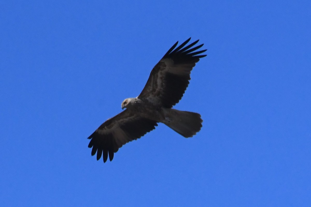 Whistling Kite - ML615758843