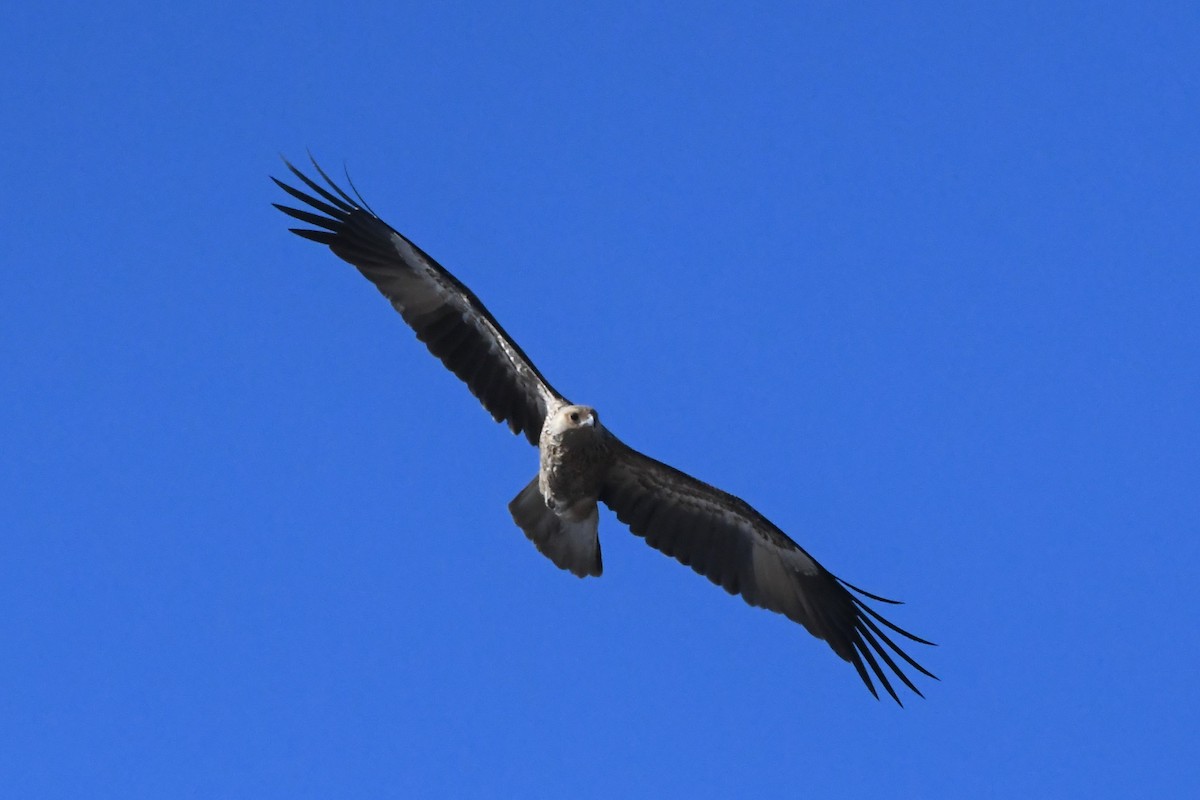 Whistling Kite - ML615758851