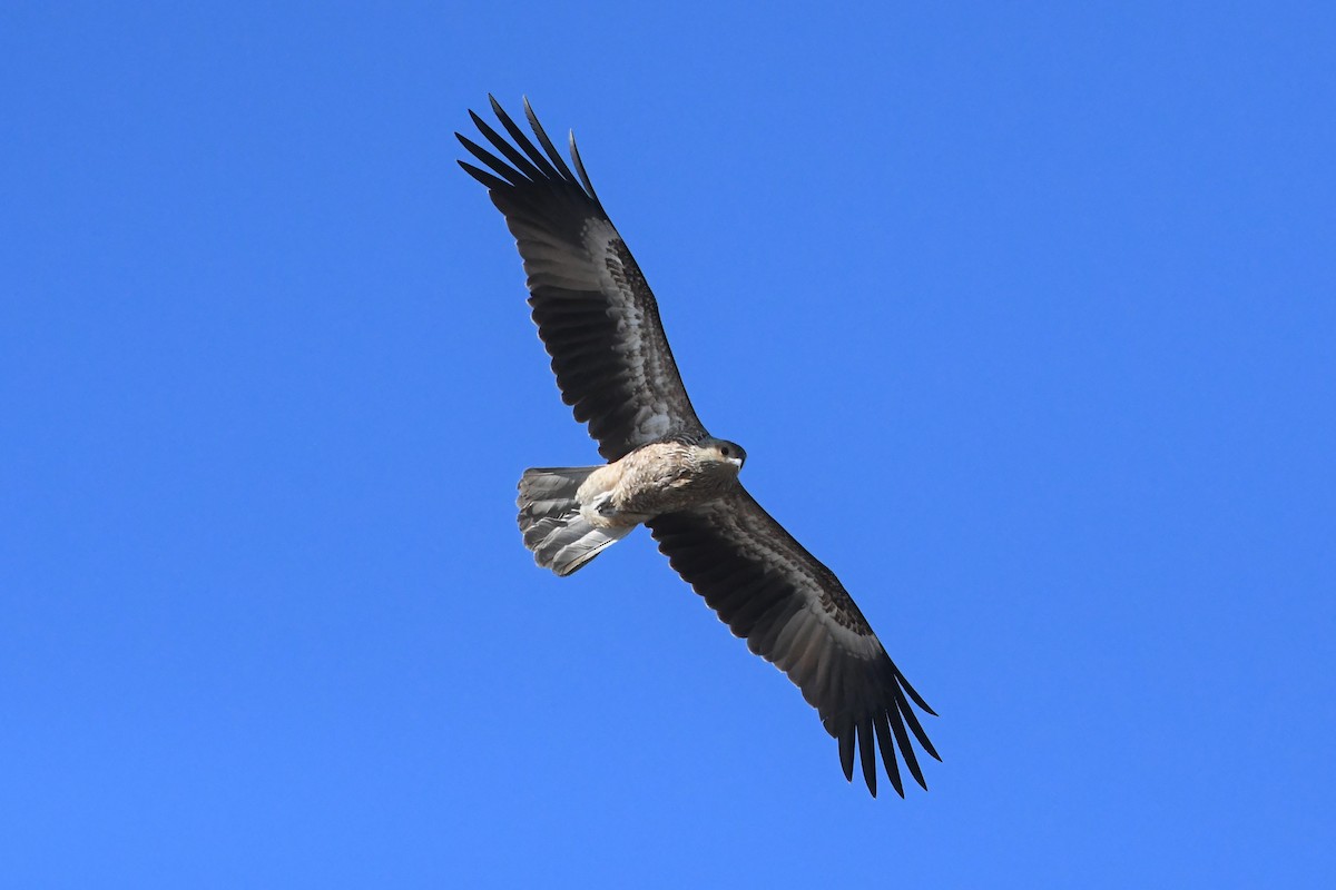 Whistling Kite - ML615758858