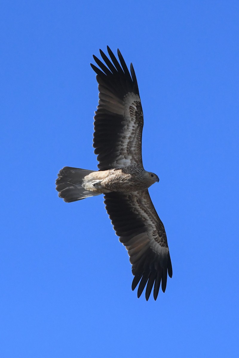 Whistling Kite - ML615758923