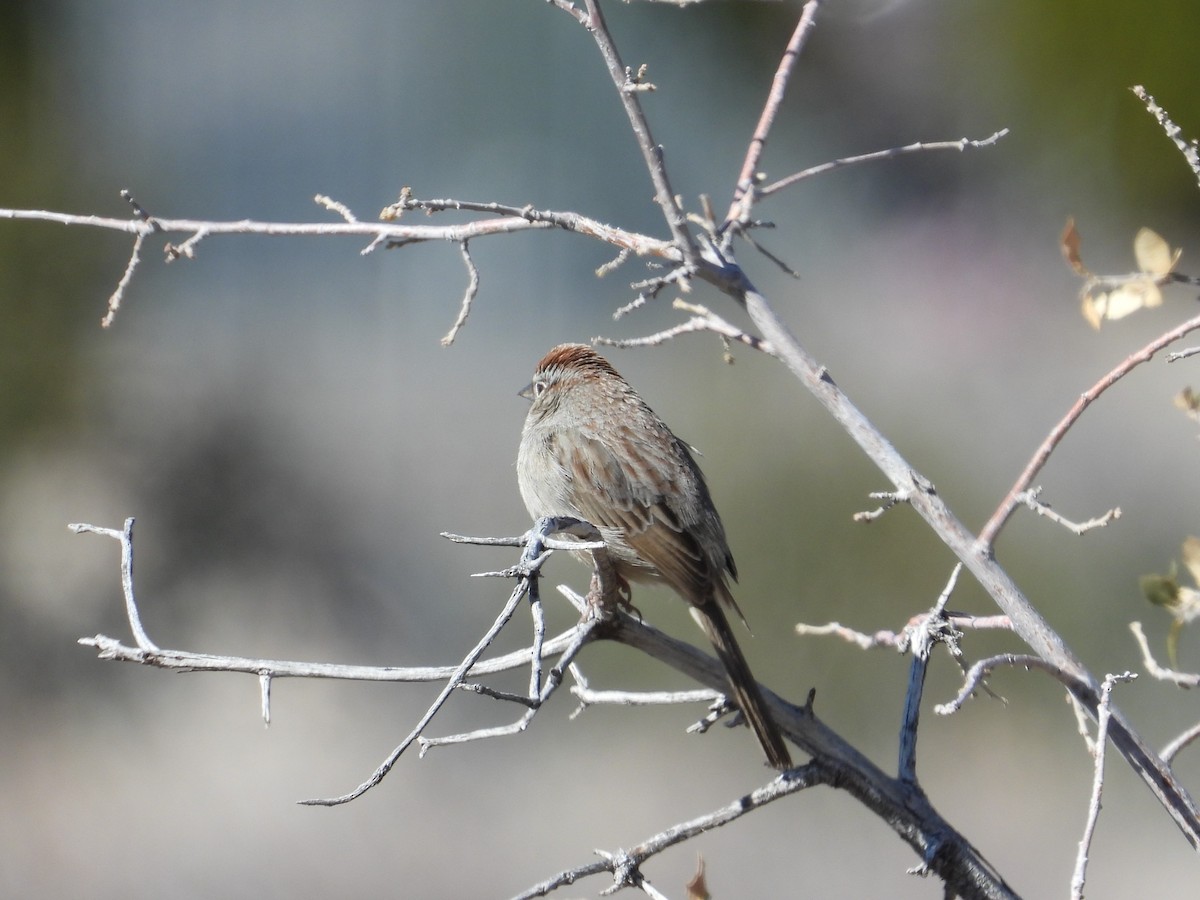 Rufous-crowned Sparrow - John Baur