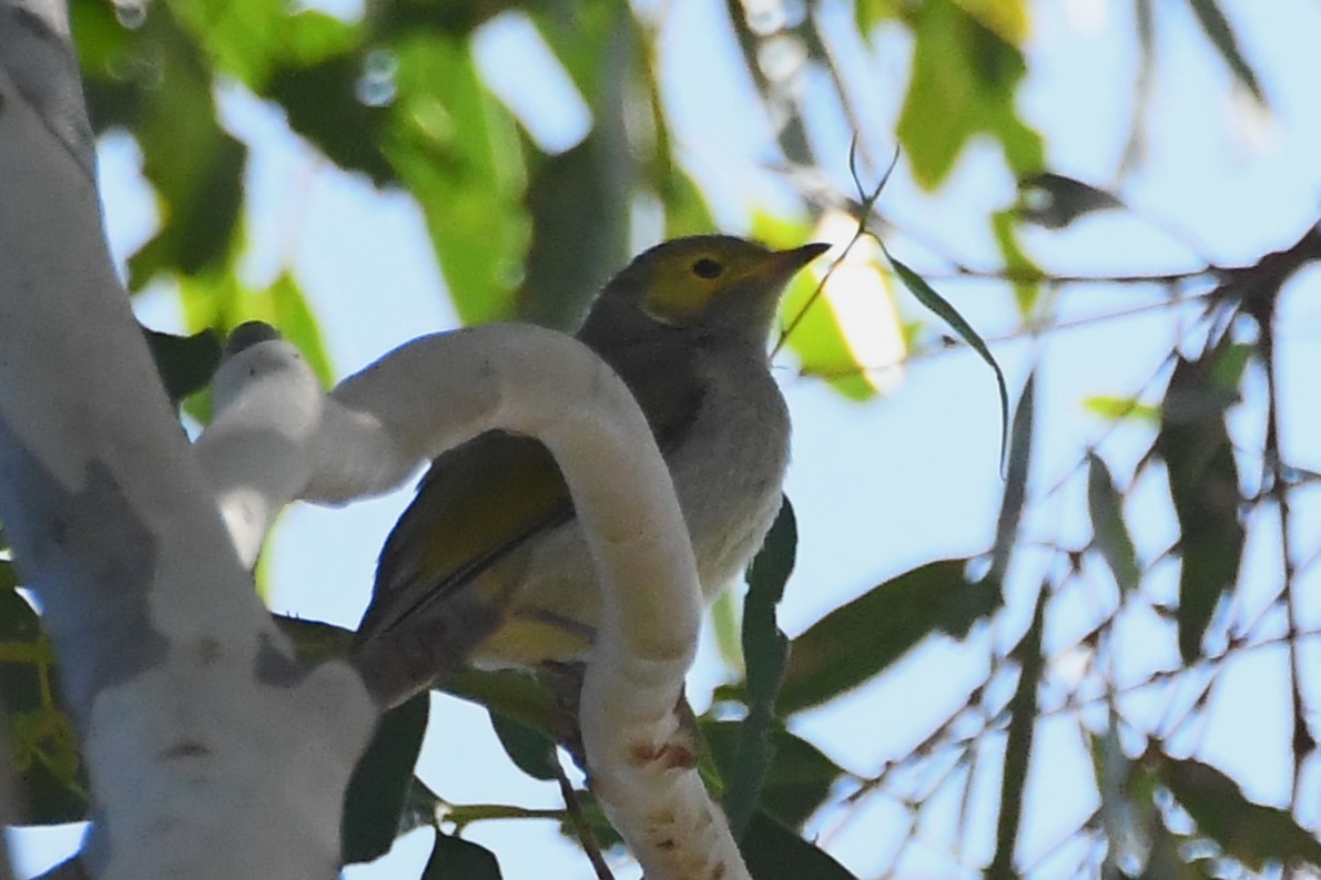 White-plumed Honeyeater - ML615758953