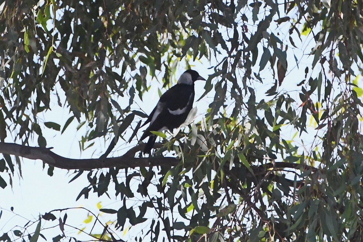 Australian Magpie - ML615758963