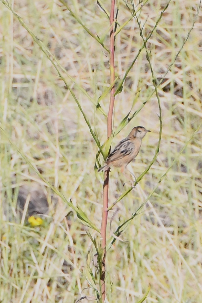 Golden-headed Cisticola - ML615758980