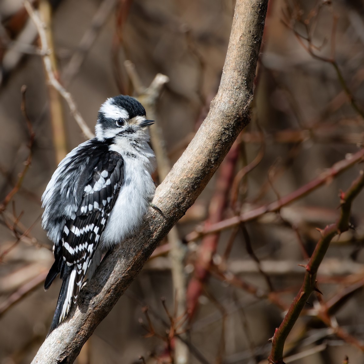 Downy Woodpecker - ML615758985