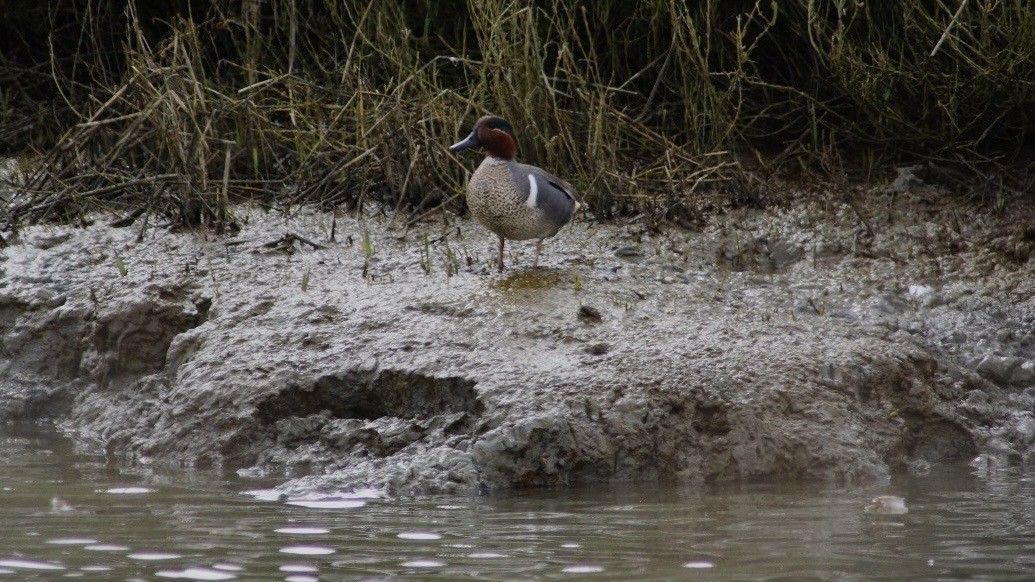 Green-winged Teal - ML615758986