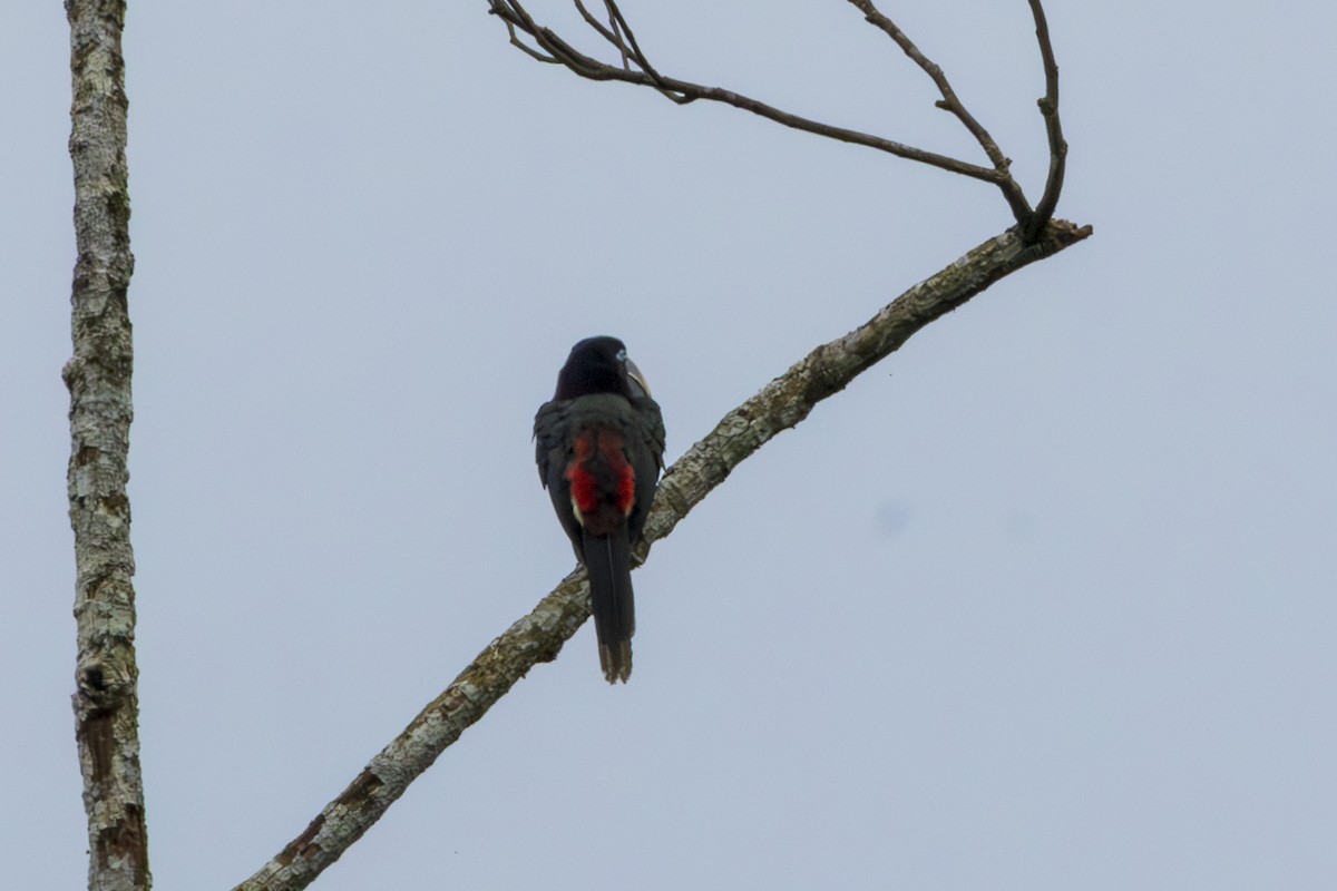 Many-banded Aracari - ML615758989