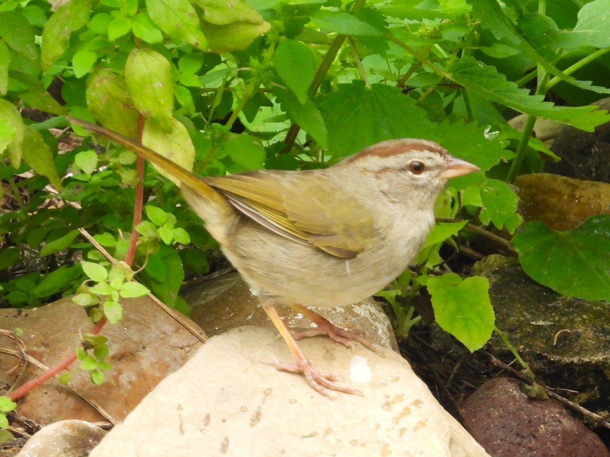 Olive Sparrow - ML615758992