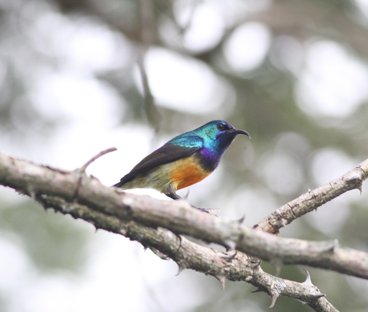 Variable Sunbird - Michael Harvey