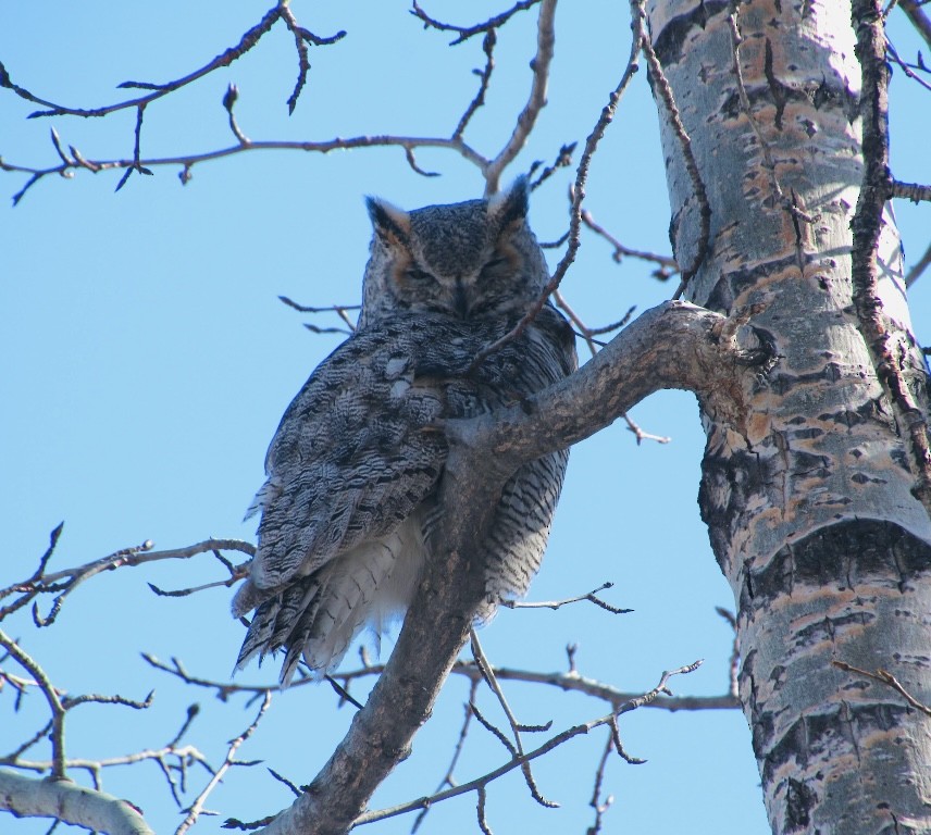 Great Horned Owl - ML615759111