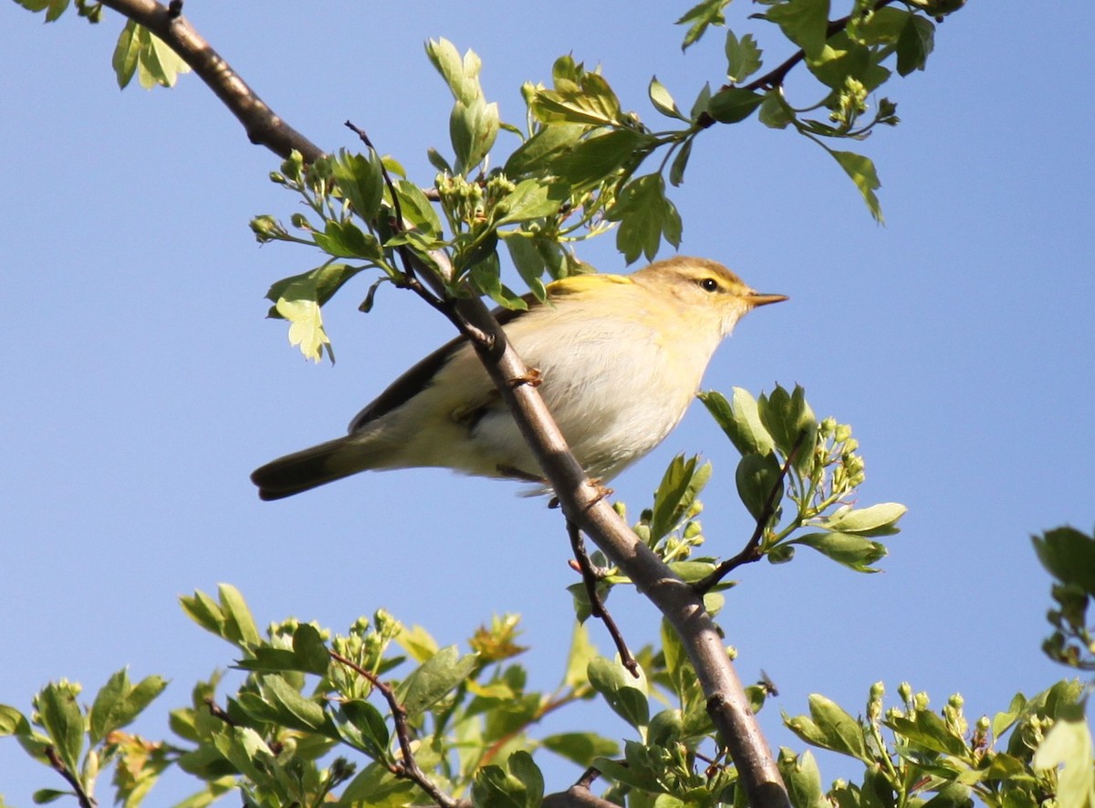 Willow Warbler - ML615759129