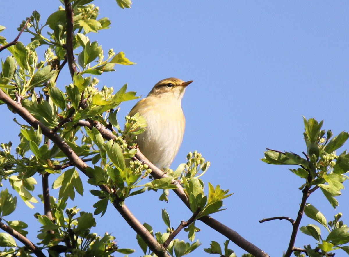 Willow Warbler - ML615759130