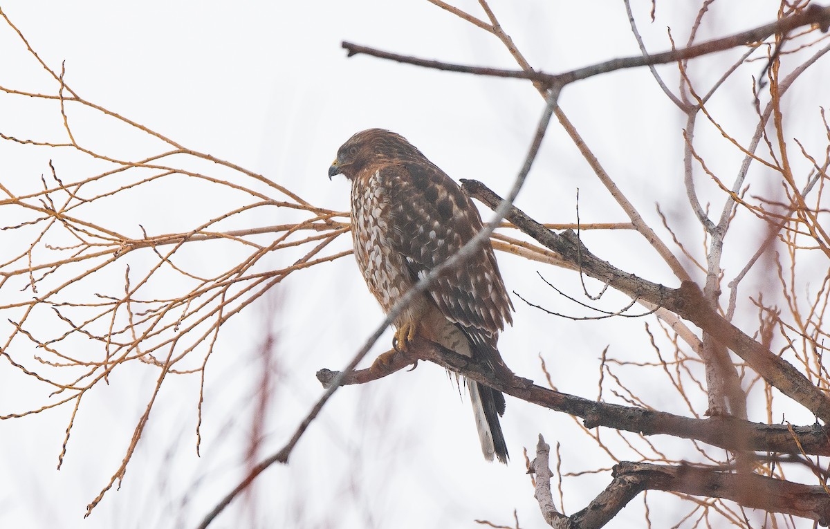 Red-shouldered Hawk - ML615759135