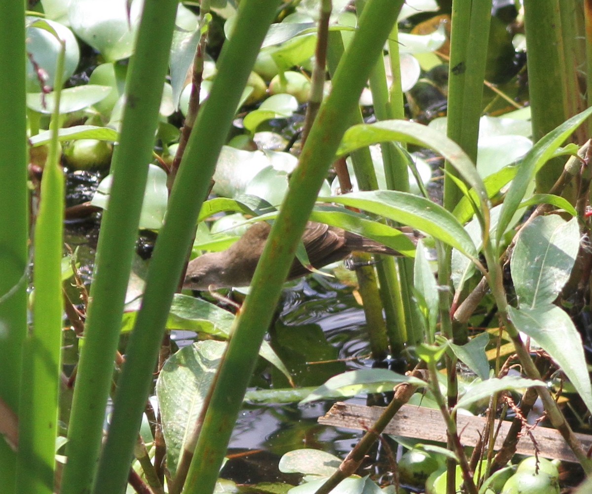 Lesser Swamp Warbler - Michael Harvey