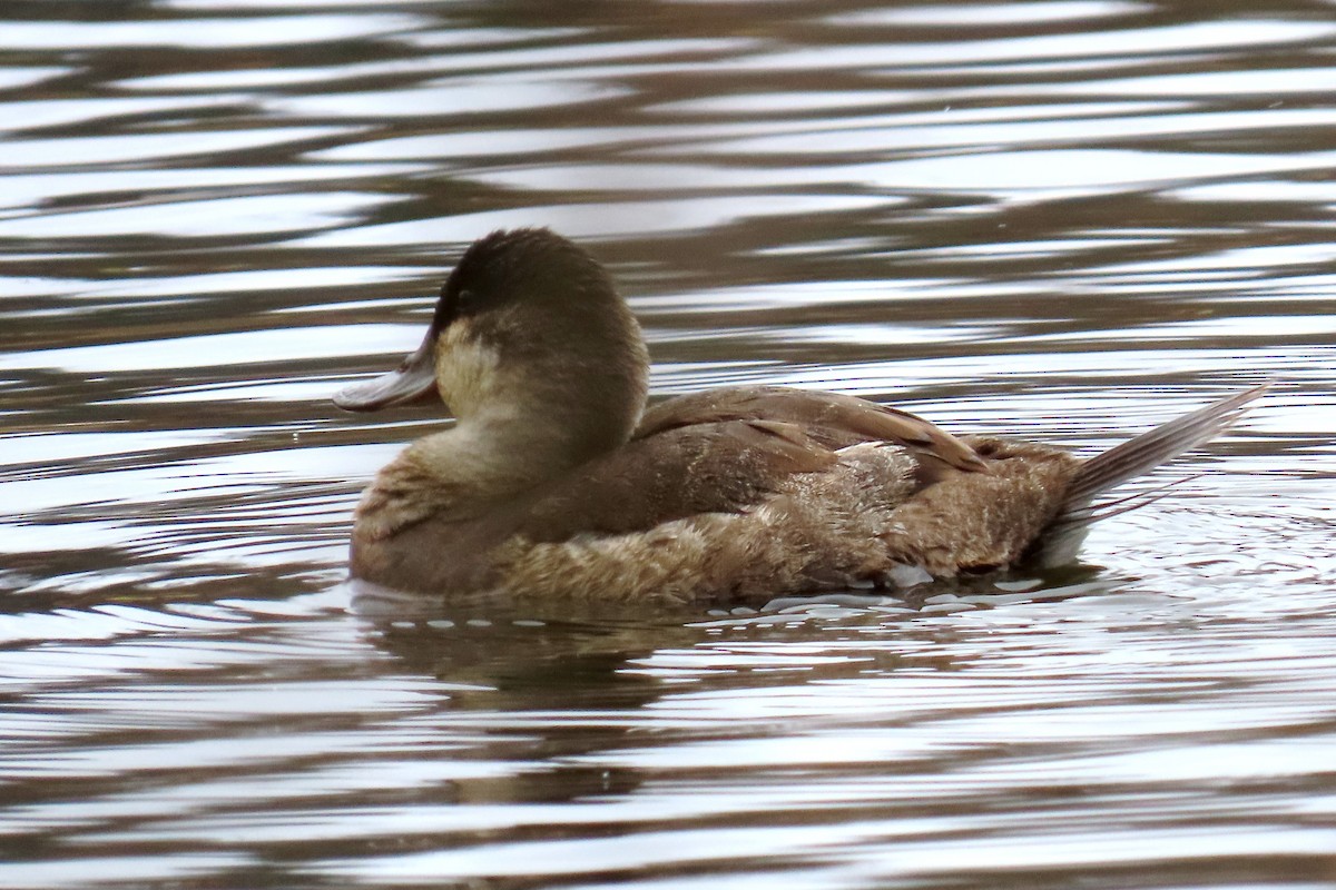 Ruddy Duck - ML615759173