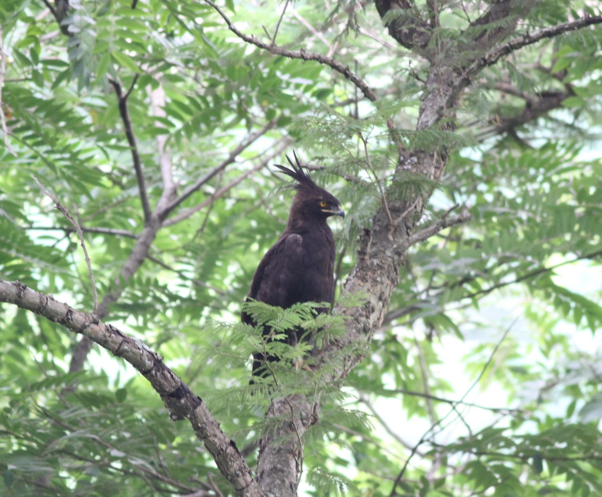 Long-crested Eagle - Michael Harvey