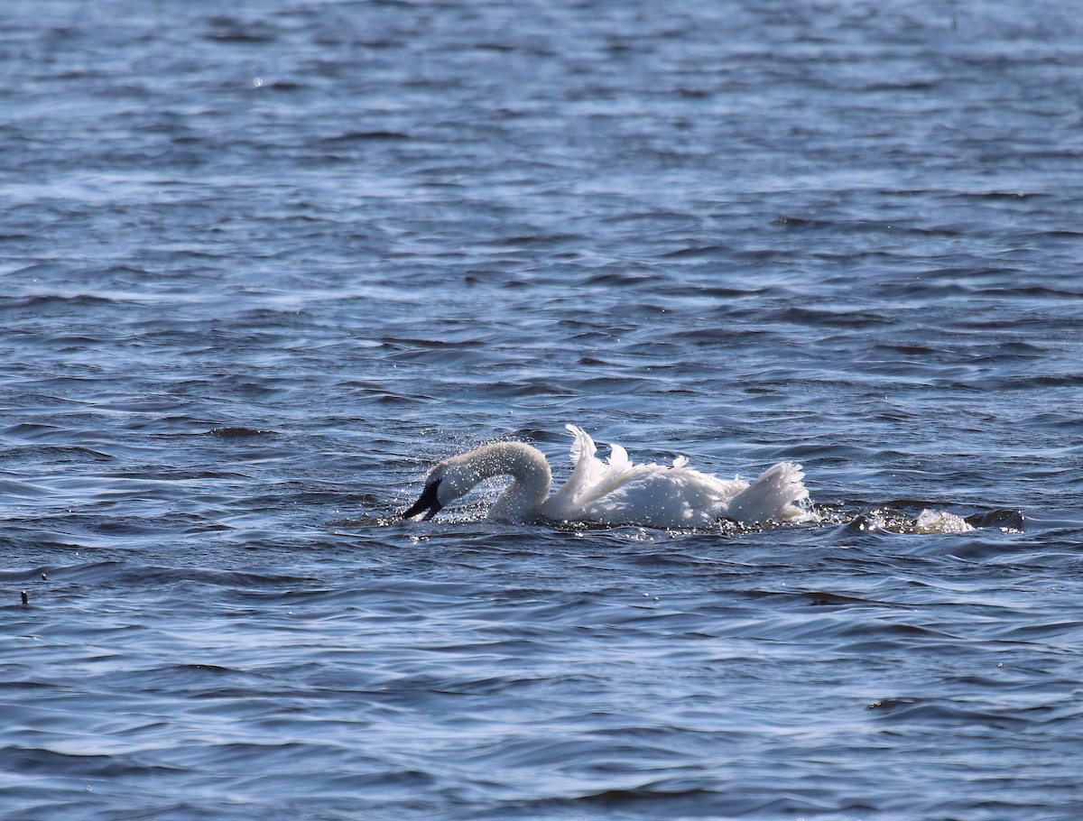 Cygne siffleur - ML615759187