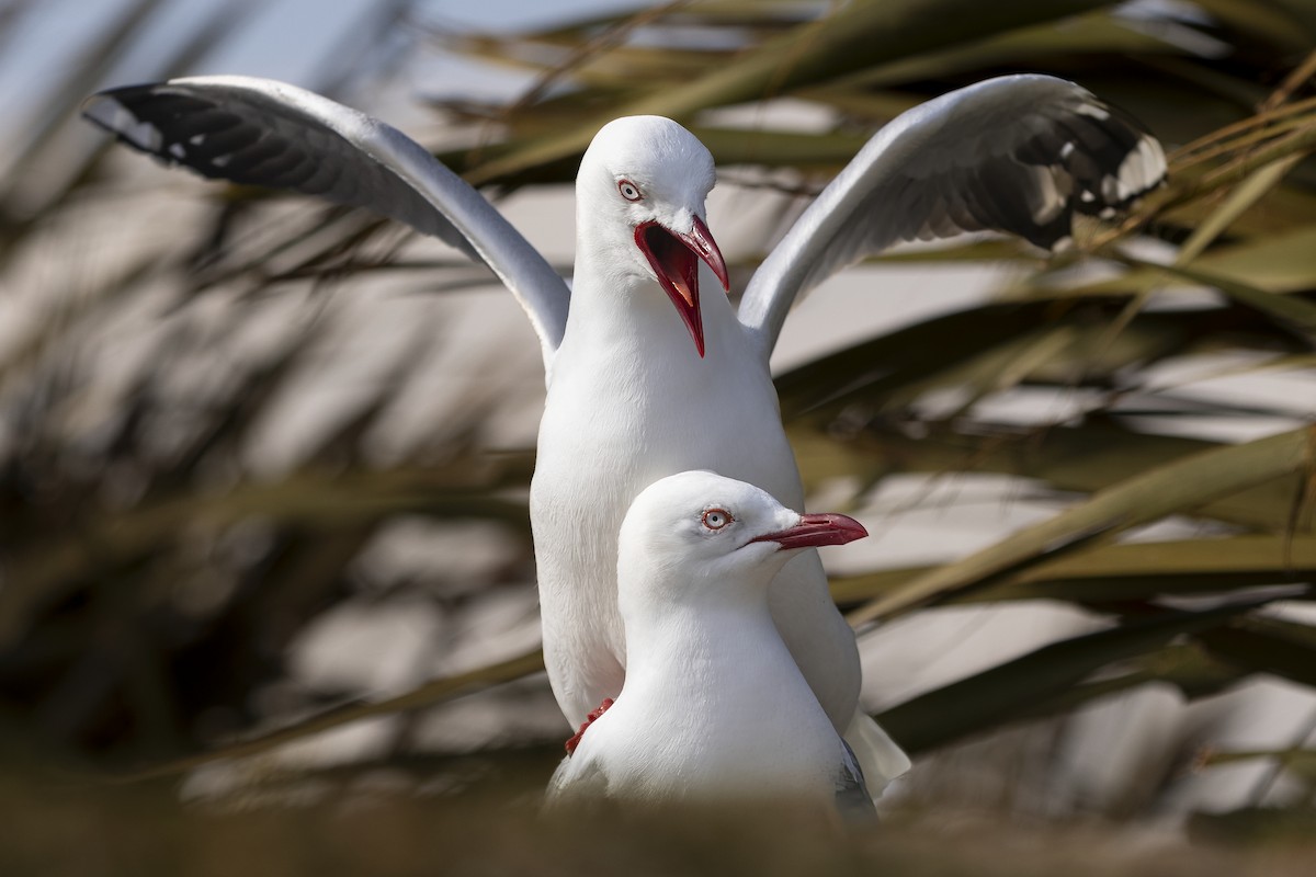 Silver Gull - ML615759201