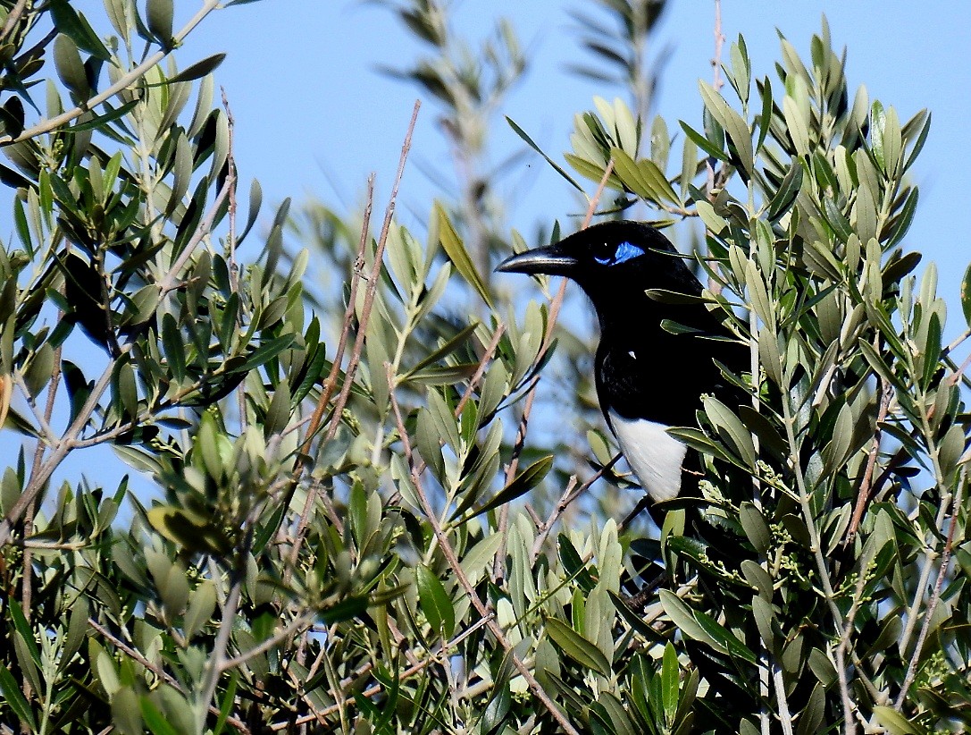 Maghreb Magpie - ML615759277