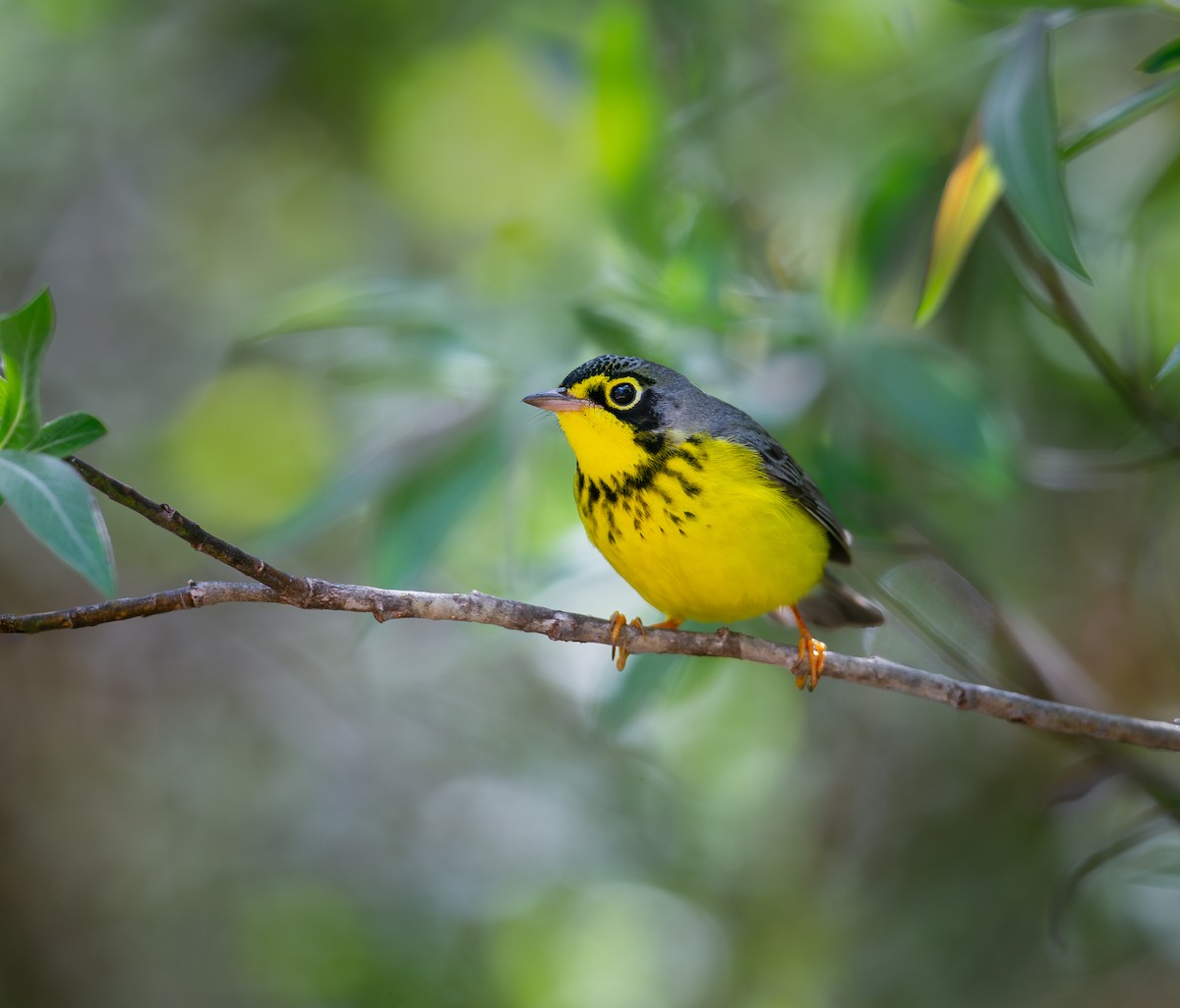 Canada Warbler - ML615759281