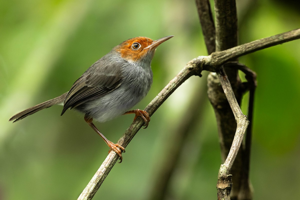 Ashy Tailorbird - ML615759374