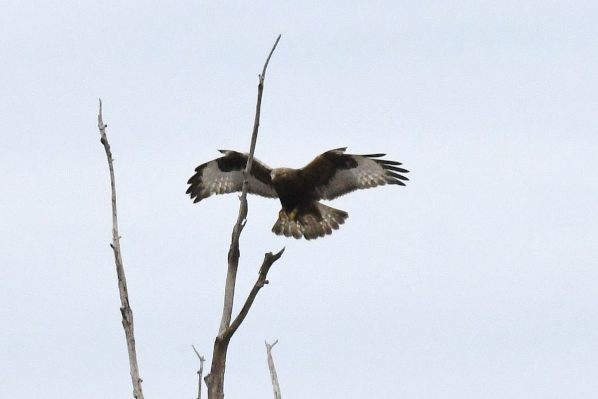 Raufußbussard - ML615759383