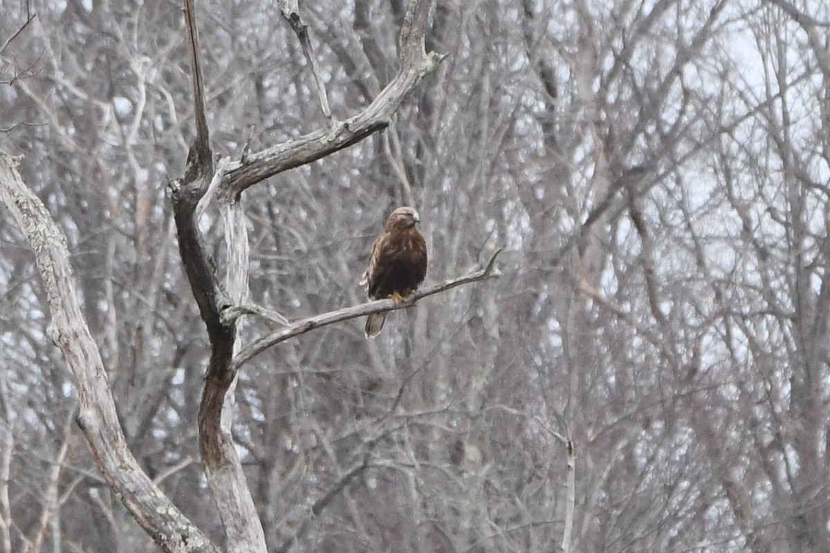 Rough-legged Hawk - ML615759384