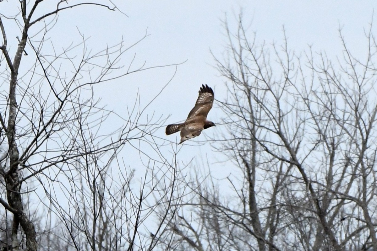 Rough-legged Hawk - ML615759447