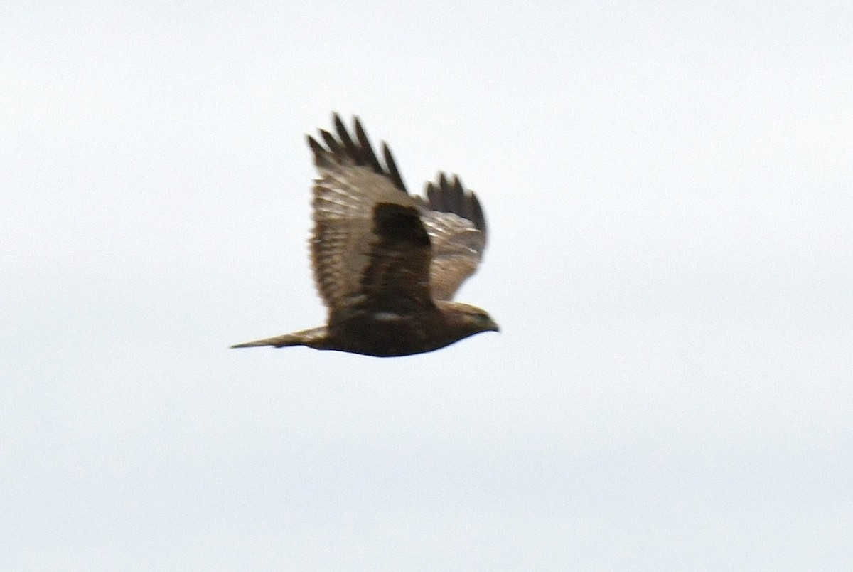 Rough-legged Hawk - ML615759467