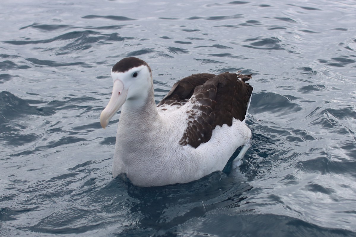 albatros jižní (ssp. antipodensis) - ML615759499