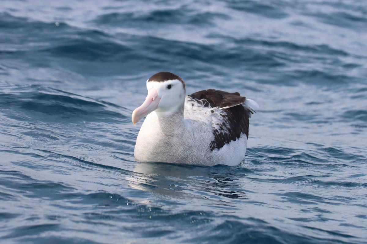 albatros jižní (ssp. antipodensis) - ML615759500