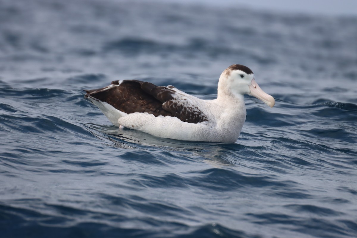 Albatros des Antipodes (antipodensis) - ML615759501