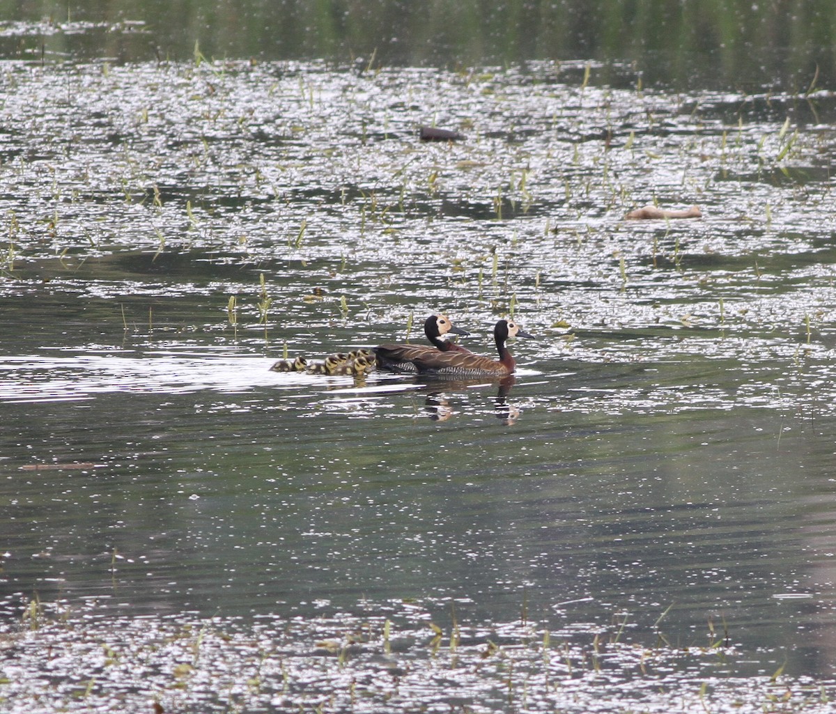 White-faced Whistling-Duck - Michael Harvey