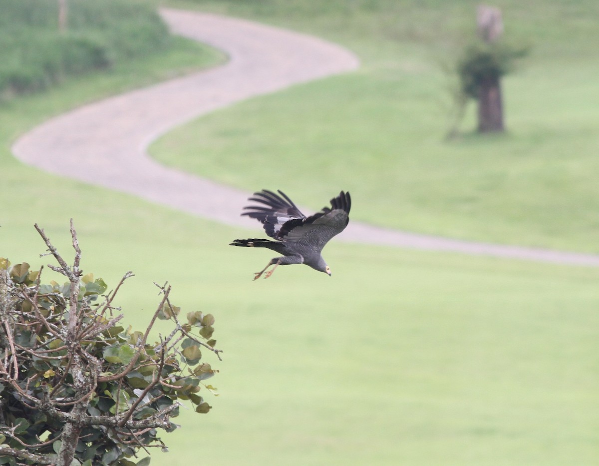 African Harrier-Hawk - Michael Harvey