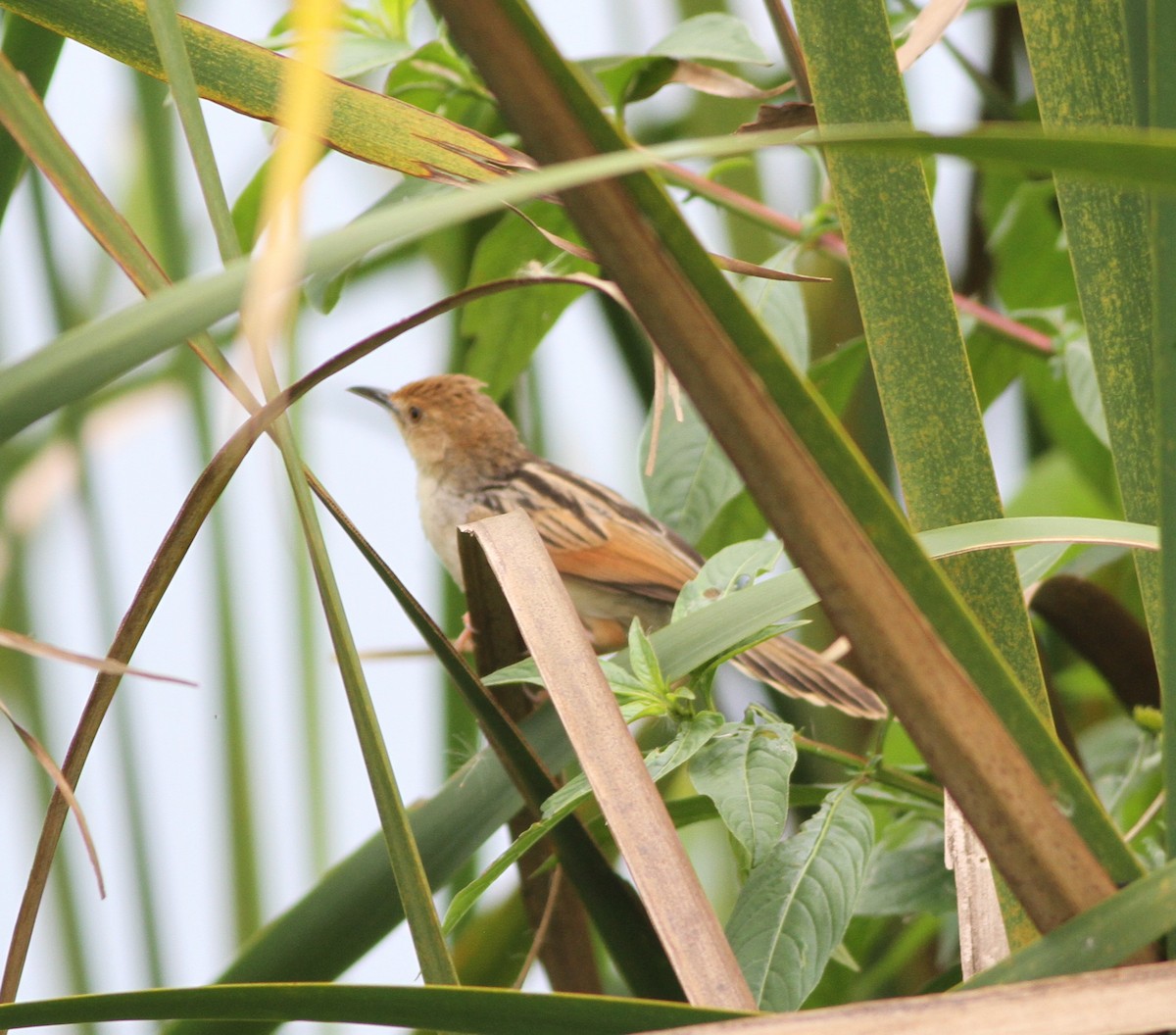 Winding Cisticola - Michael Harvey