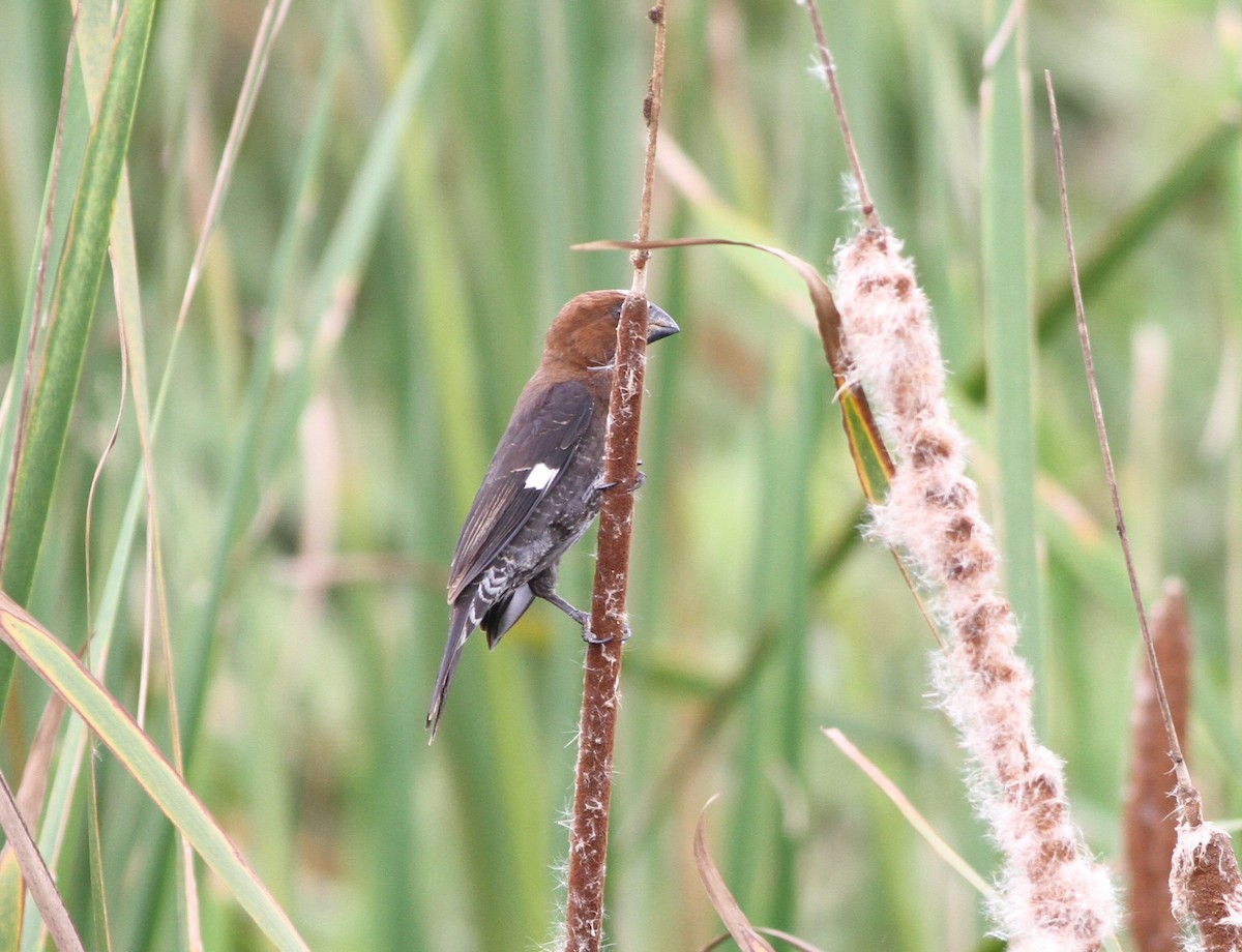 Grosbeak Weaver - ML615759660